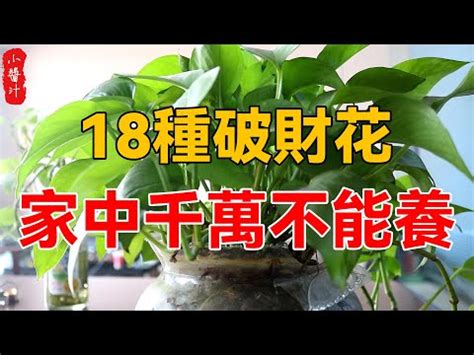 陽台種茉莉花風水|前陽台招財植物大全！15 種適合陽台的植物助你財源。